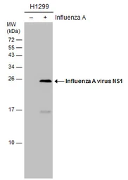 Anti-Influenza A virus NS1 (nonstructural protein) antibody [GT1653] used in Western Blot (WB). GTX633685